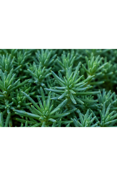 Сизо-зелене м`ясисте листя Sedum reflexum